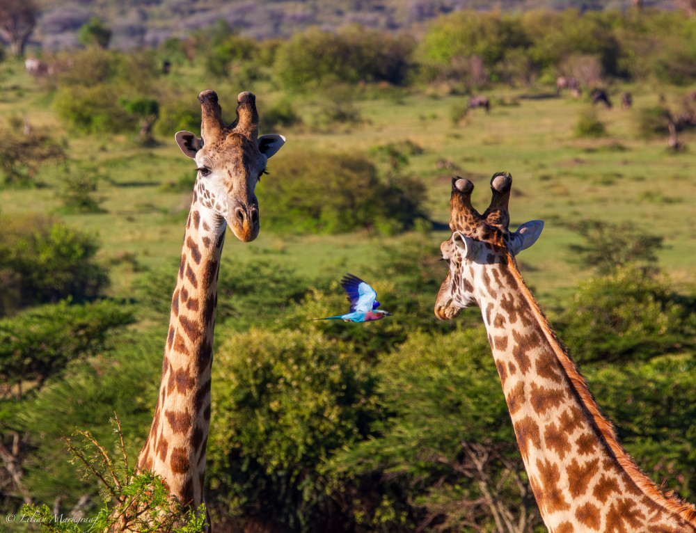 Wilderness Escape Shared Comfort Safari