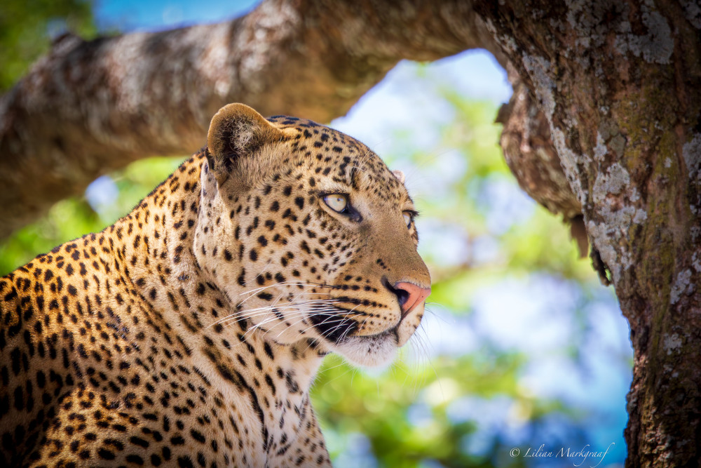 Fly-out the Ultimate Comfort Safari