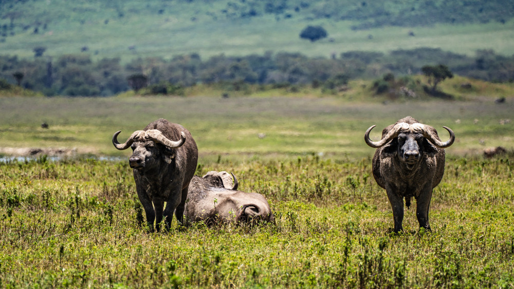 Full Tanzanian Northern Circuit Glamping