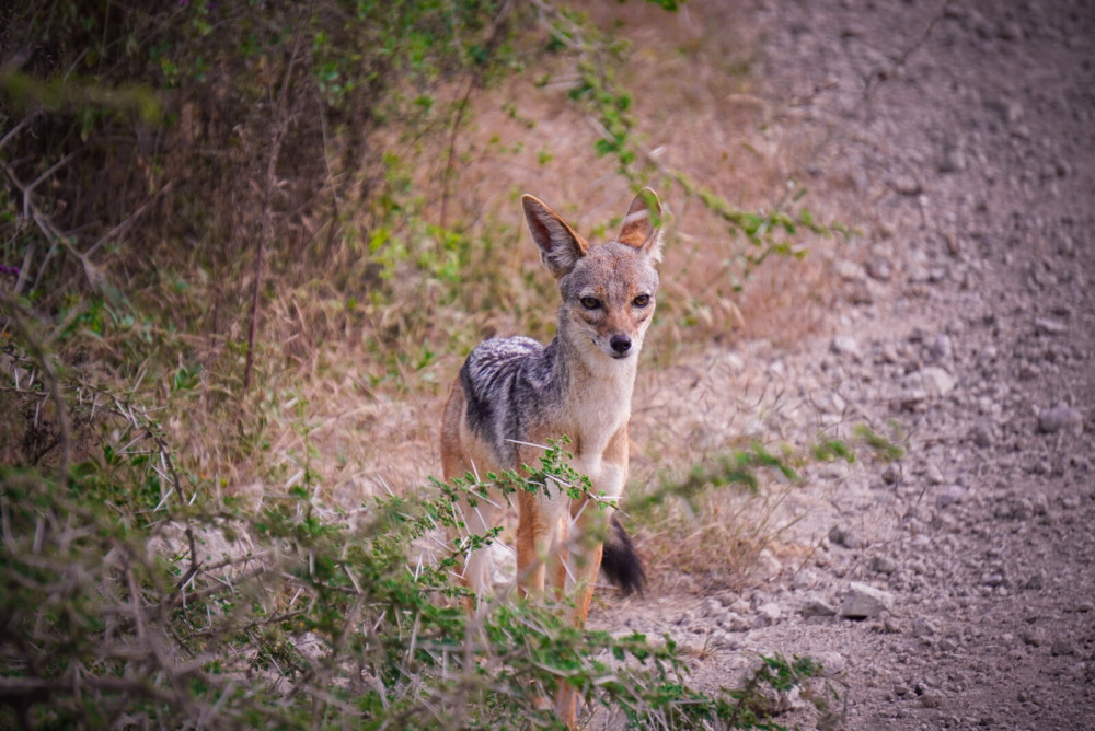 Ngorongoro and Serengeti Glamping Adventure