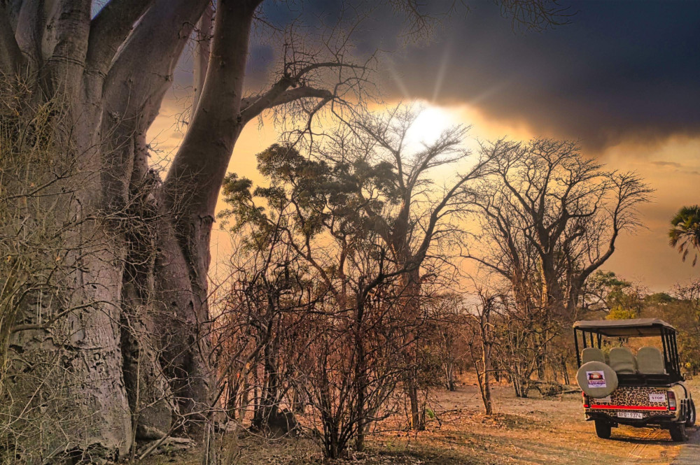 Unique Safari Game Drives in Zambezi NP
