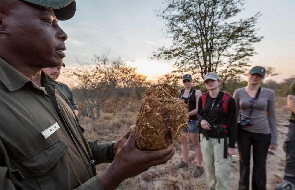 Klaserie Safari with Nthambo Tree Camp