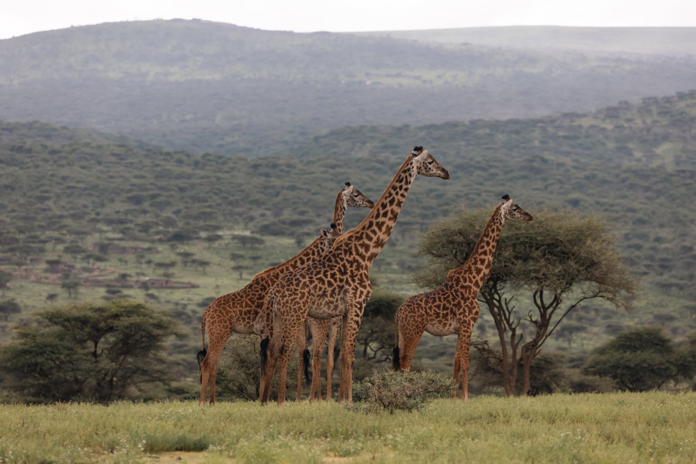 Zanzibar to Ngorongoro & Tarangire Classic Safari