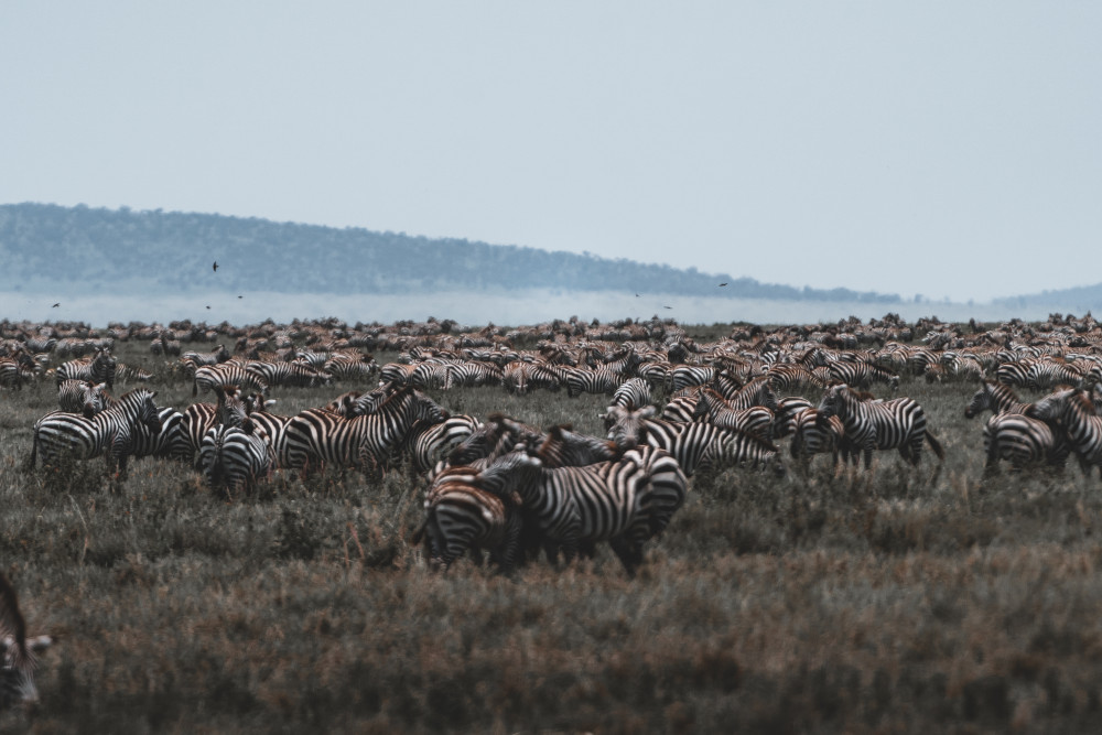 Private Safari in Tarangire, Manyara, Ngorongoro