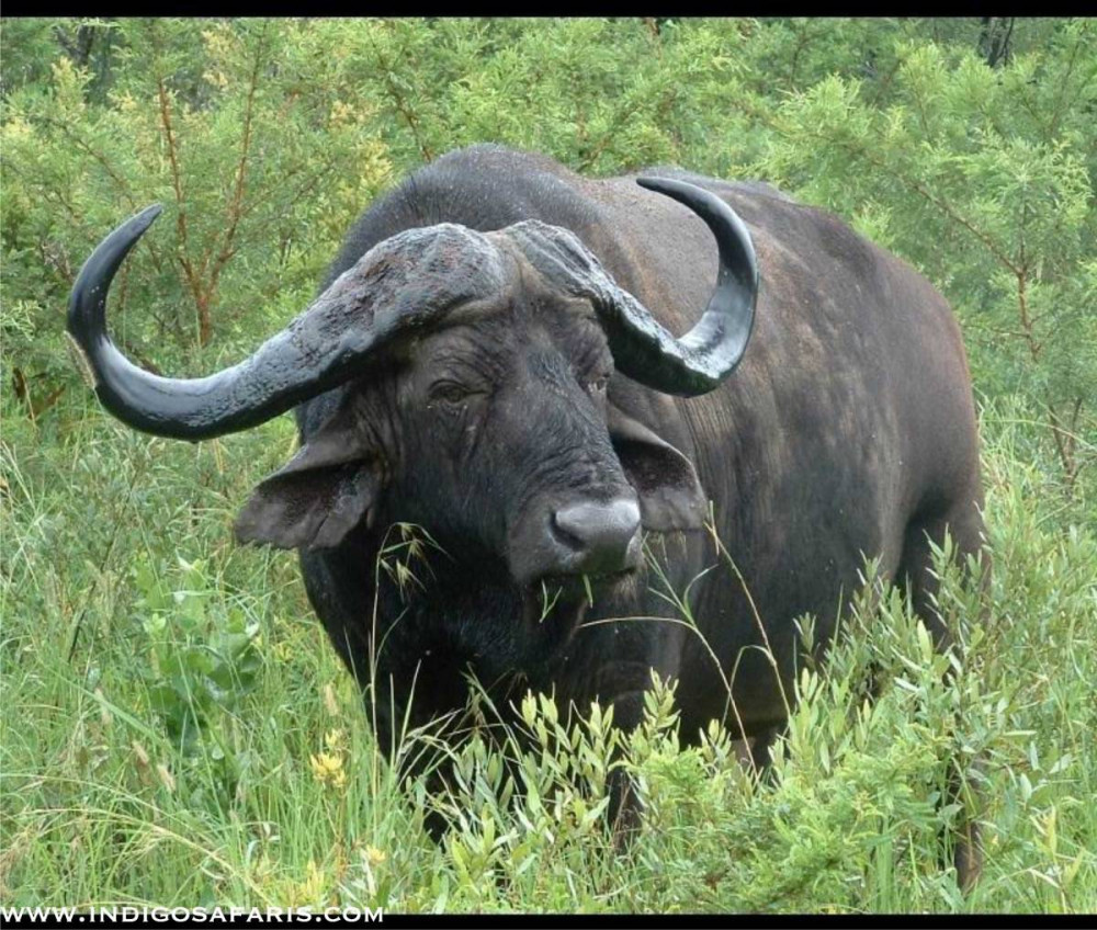 Classic Kwa-Zulu Natal Bush & Beach Safari