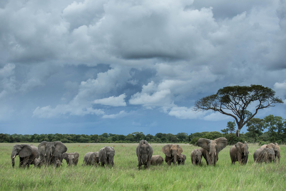 Ultimate Zambian Safari