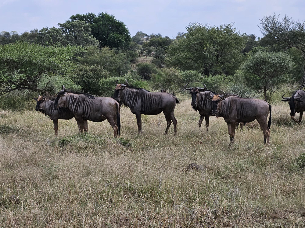 Kruger Safari Experience Bush and Buffalos