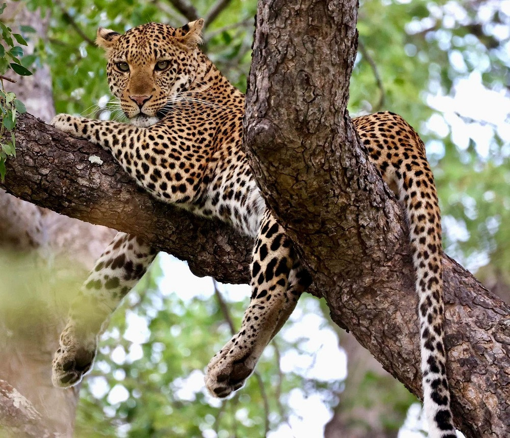 Kruger - Chisomo Safari Camp