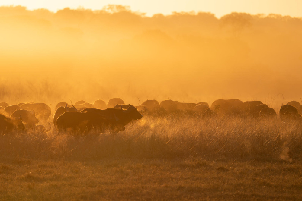 Affordable Victoria Falls and Hwange NP Safari