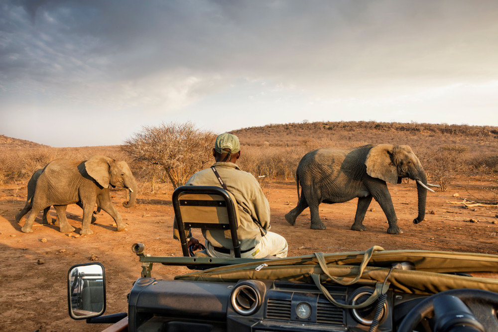 Madikwe Ultra Luxury Impodimo Safari