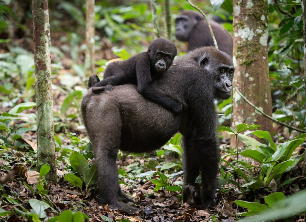 Congo Gorilla Trekking & Safari Tour