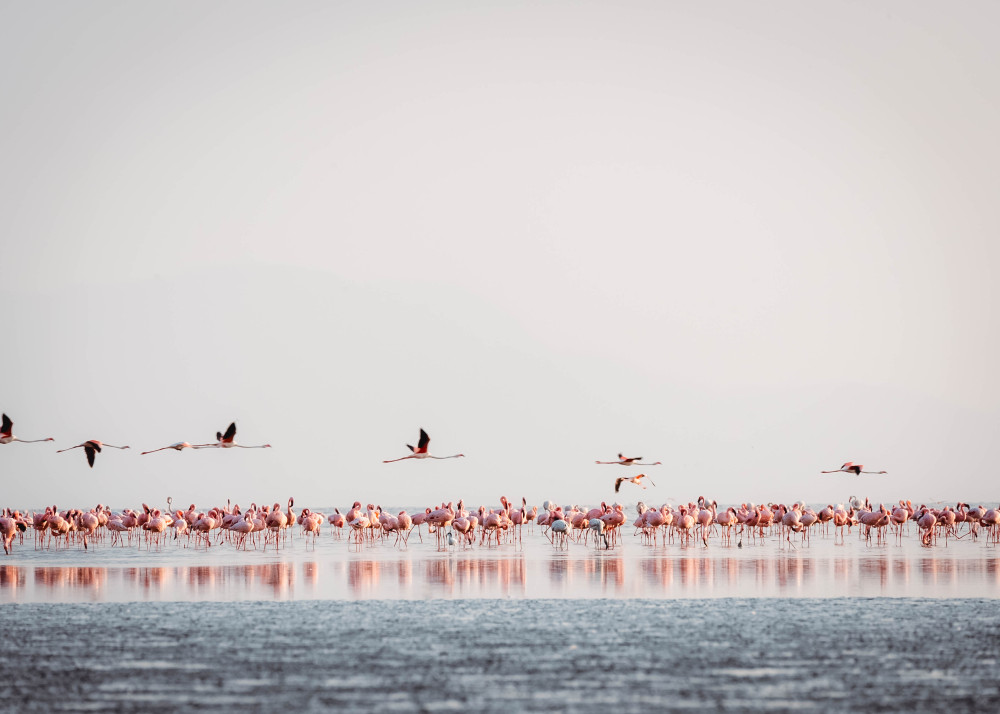 Rare Tour to Arusha NP, Eyasi, Natron, Ngorongoro