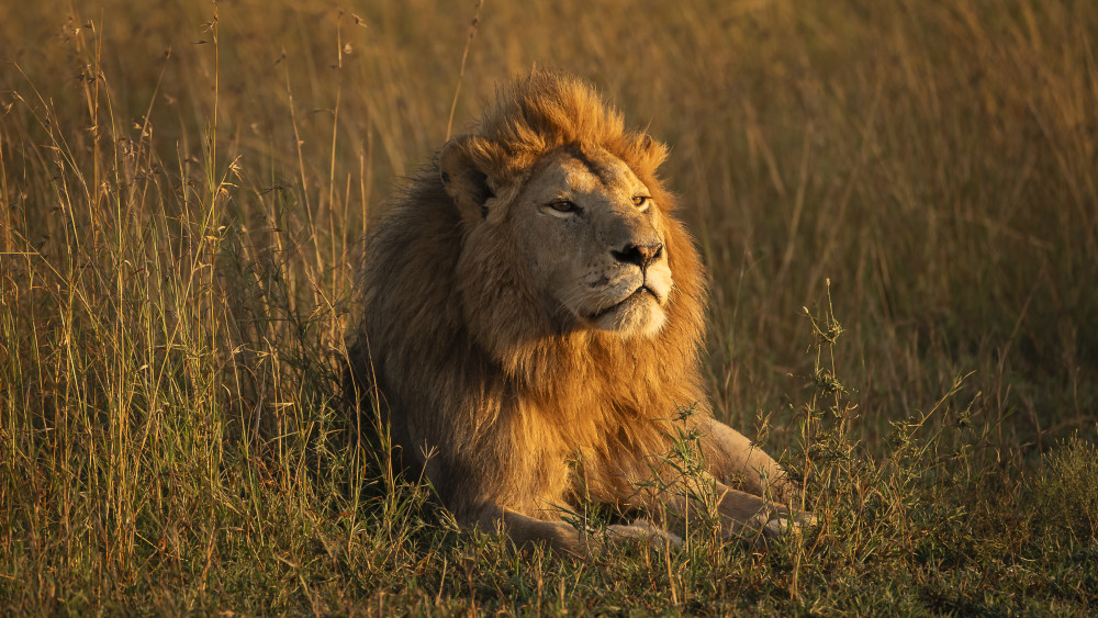 Honeymoon Safari - Romantic Lodges & Balloon Ride