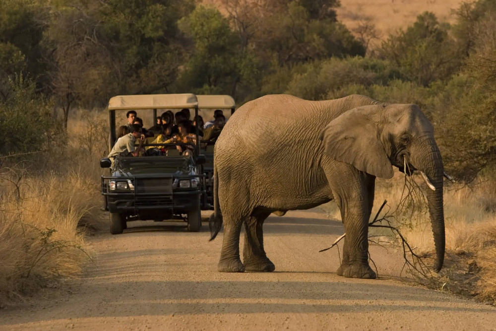 3-Hour Shared Game Drive in Pilanesberg