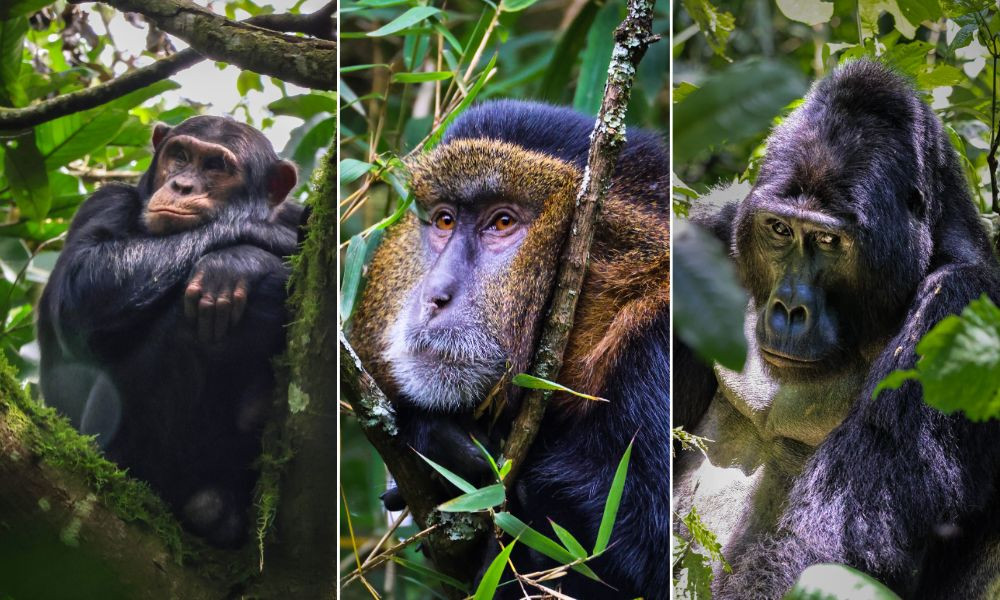 Uganda Gorillas, Chimps & Tree-Climbing Lions