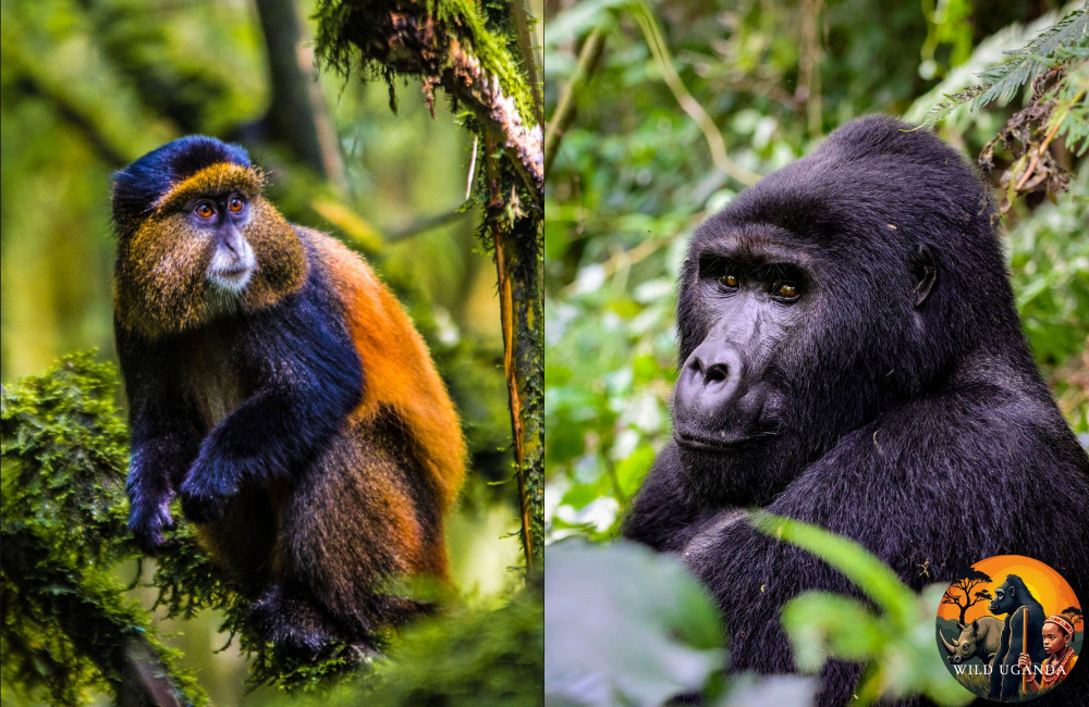 Gorilla Tekking Uganda & Golden Monkeys in Rwanda