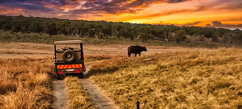 Guided Falls + Town Tour + Sunset + Night Safari