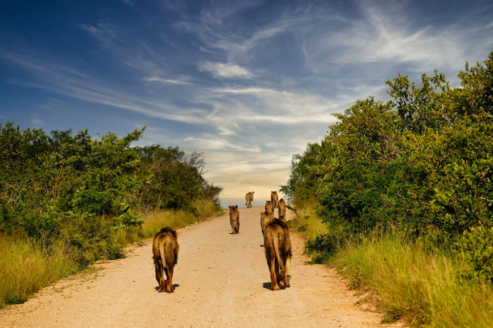Chobe Land and River Safari