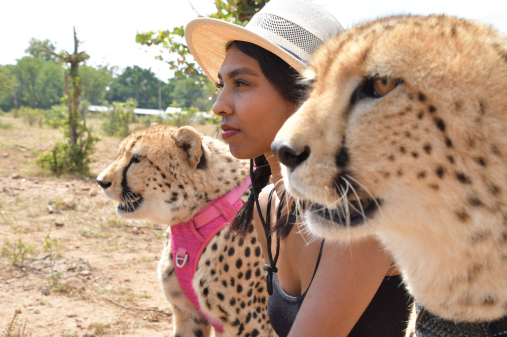 Walk with Cheetahs Experience in Victoria Falls