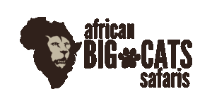 African Big Cats Safaris Logo