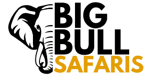 Big Bull Safaris